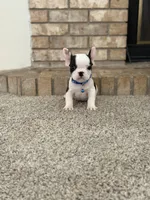 Lucky, a male French Bulldog for sale in Bakersfield, CA – 1 of 4
