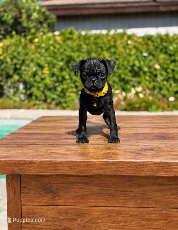 Kobe – Pug puppy for sale in Bakersfield, CA
