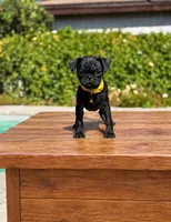 Kobe, a male Pug for sale in Bakersfield, CA – 1 of 2