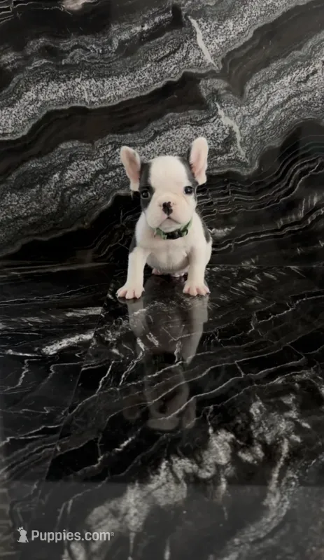 Lucky – French Bulldog puppy for sale in Bakersfield, CA