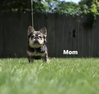 Isabella Male, a male French Bulldog for sale in Bakersfield, CA – Photo 3 of 4