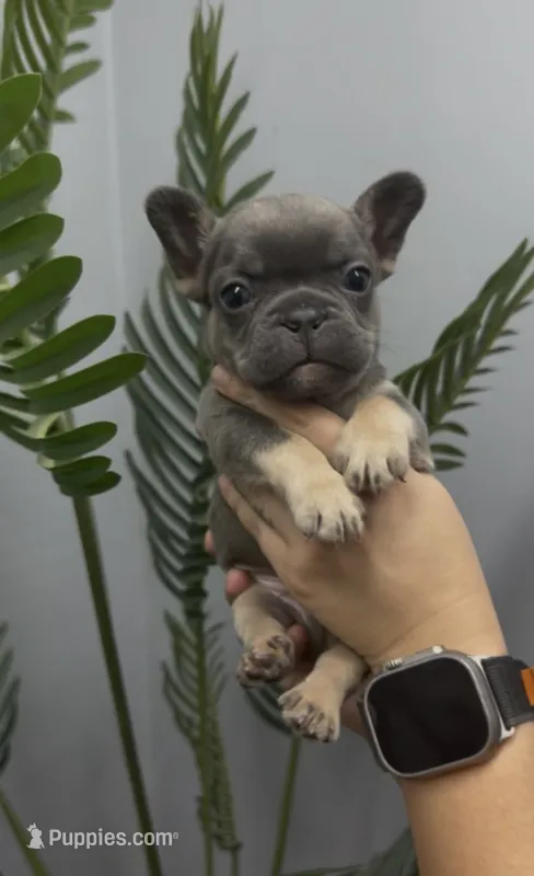 Milo – French Bulldog puppy for sale in Bakersfield, CA