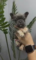 Milo, a male French Bulldog for sale in Bakersfield, CA – 1 of 5