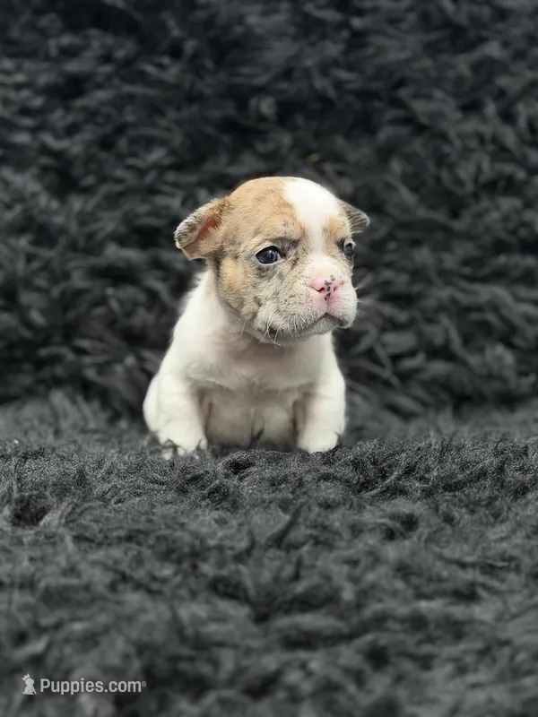 Tinker bell  – French Bulldog puppy for sale in Bakersfield, CA