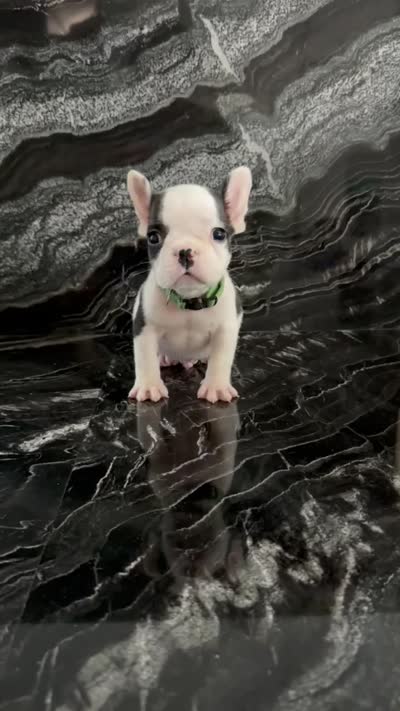 Lucky, a male French Bulldog for sale in Bakersfield, CA – 6 of 6