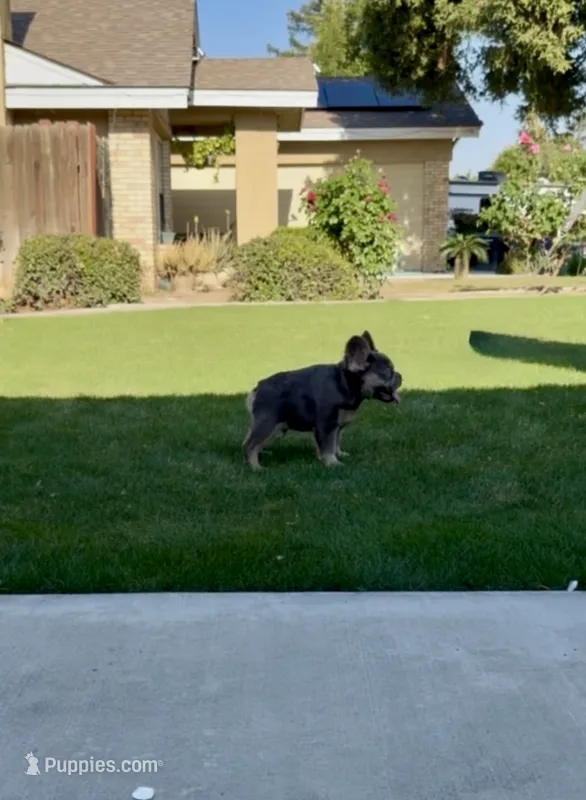 Bentley – French Bulldog puppy for sale in Bakersfield, CA