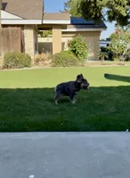 Bentley, a male French Bulldog for sale in Bakersfield, CA – 1 of 5
