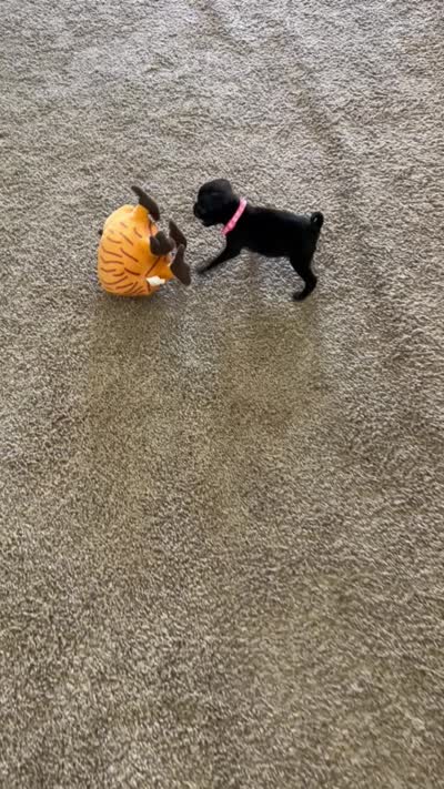 Lyla, a female Pug for sale in Bakersfield, CA – 5 of 5