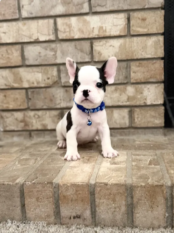 Lucky – French Bulldog puppy for sale in Bakersfield, CA
