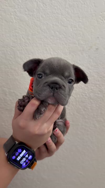 Stacy , a female French Bulldog for sale in Bakersfield, CA – 3 of 4