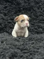 Nala, a female French Bulldog for sale in Bakersfield, CA – 2 of 3