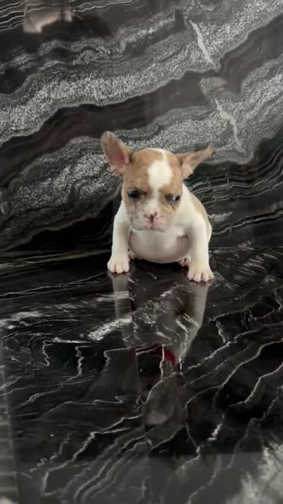 Nala, a female French Bulldog for sale in Bakersfield, CA – 2 of 5