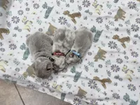 Fluffy big rope Newshade isabella Merle , a male French Bulldog for sale in Bakersfield, CA – Photo 3 of 4