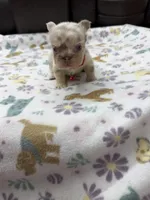 Fluffy big rope Newshade isabella Merle , a male French Bulldog for sale in Bakersfield, CA – Photo 1 of 4