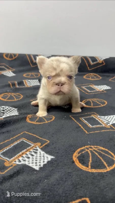 Fluffy big rope Newshade isabella Merle  – French Bulldog puppy for sale in Bakersfield, CA