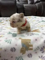 Fluffy big rope Newshade isabella Merle , a male French Bulldog for sale in Bakersfield, CA – Photo 2 of 4