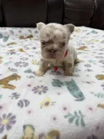 Fluffy big rope Newshade isabella Merle , a male French Bulldog for sale in Bakersfield, CA – Photo 4 of 4