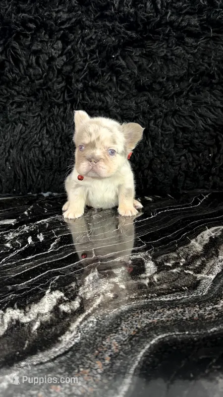 Fluffy big rope Newshade isabella Merle  – French Bulldog puppy for sale in Bakersfield, CA
