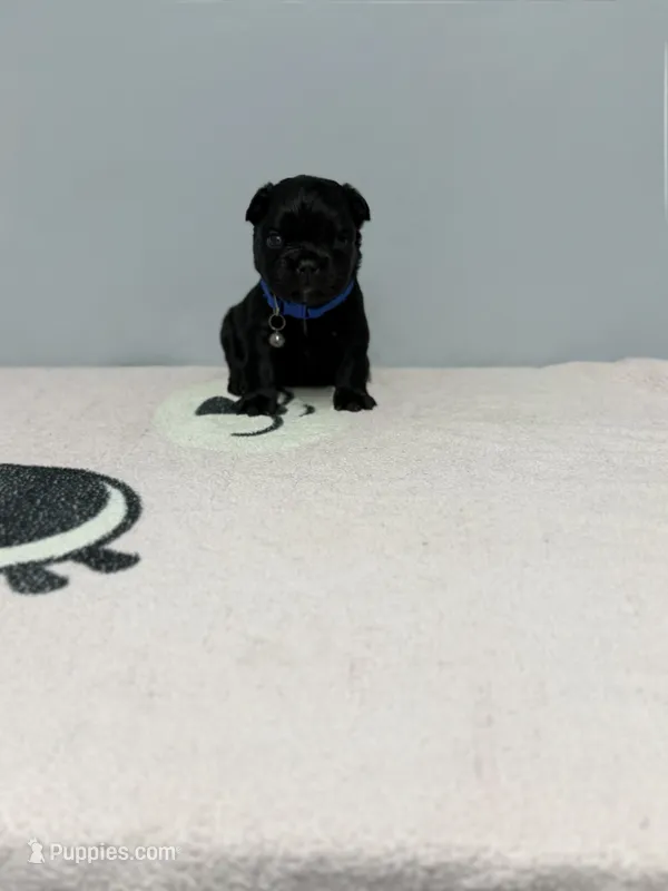 Bear – French Bulldog puppy for sale in Bakersfield, CA