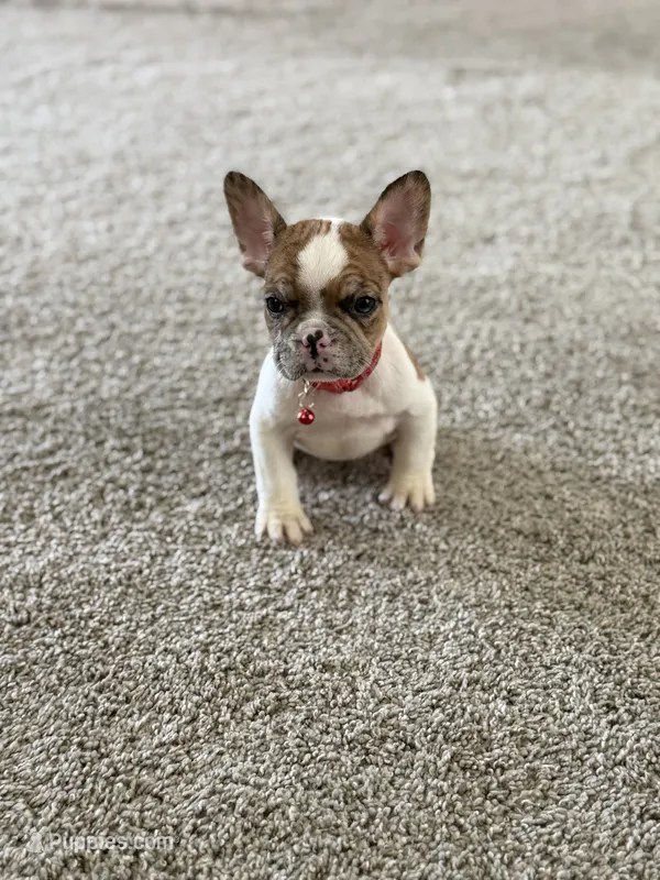 Nala – French Bulldog puppy for sale in Bakersfield, CA