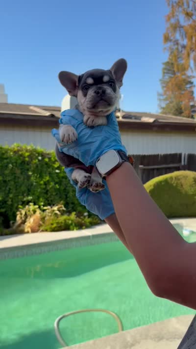 Mocha , a female French Bulldog for sale in Bakersfield, CA – 4 of 4