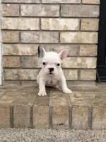Rosie, a female French Bulldog for sale in Bakersfield, CA – 3 of 7