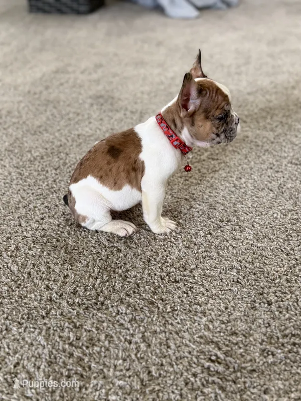 Nala – French Bulldog puppy for sale in Bakersfield, CA