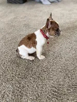 Nala, a female French Bulldog for sale in Bakersfield, CA – 1 of 6