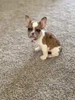 Nala, a female French Bulldog for sale in Bakersfield, CA – 4 of 6