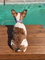 Nala, a female French Bulldog for sale in Bakersfield, CA – 2 of 5
