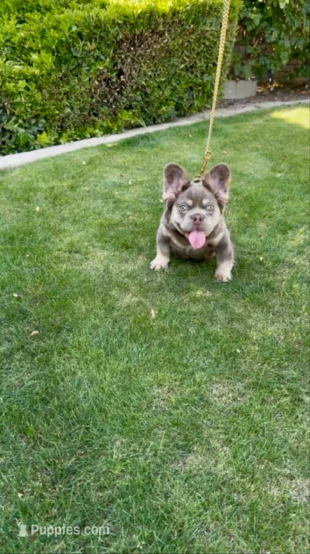 Bentley  – French Bulldog puppy for sale in Bakersfield, CA