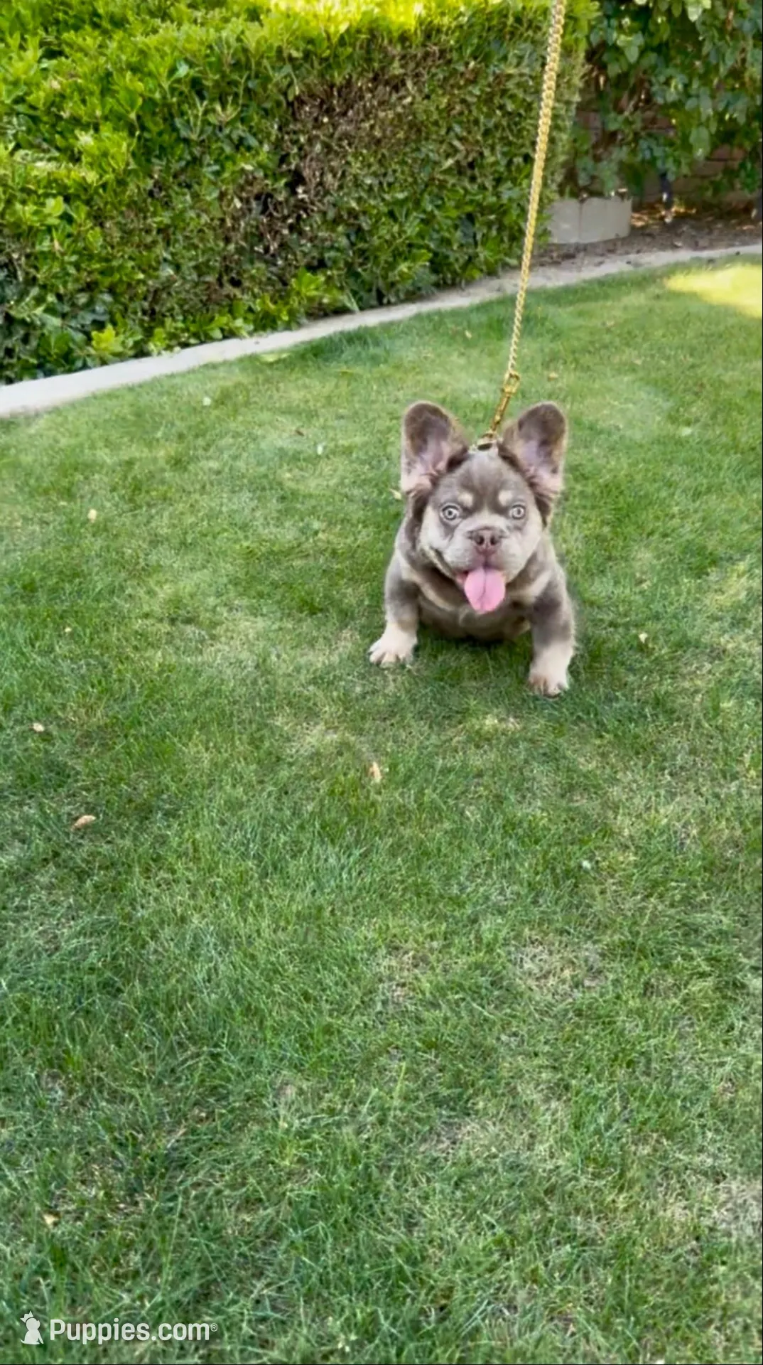 Bentley , a male French Bulldog for sale in Bakersfield, CA – Photo 1 of 5