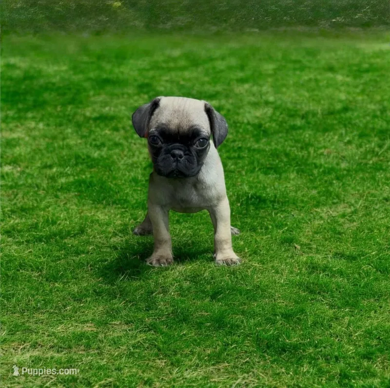 Lucky  – Pug puppy for sale in Bakersfield, CA