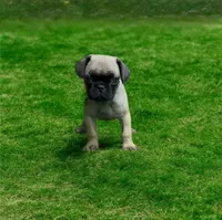 Lucky , a male Pug for sale in Bakersfield, CA – Photo 1 of 4