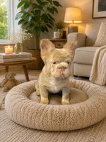 Fluffy Big Rope new shade Isabella , a male French Bulldog for sale in Bakersfield, CA – 2 of 6