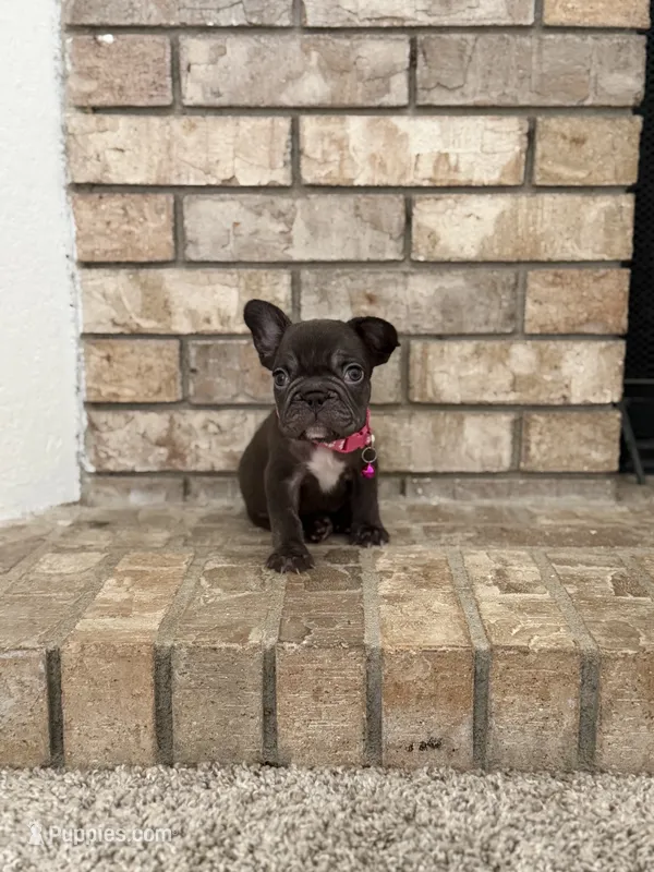 Valkyrie – French Bulldog puppy for sale in Bakersfield, CA