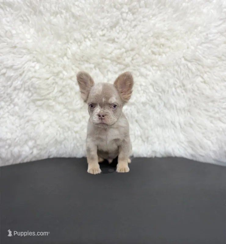 New Shade Isabella Merle  – French Bulldog puppy for sale in Bakersfield, CA