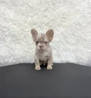 New Shade Isabella Merle , a male French Bulldog for sale in Bakersfield, CA – 1 of 3