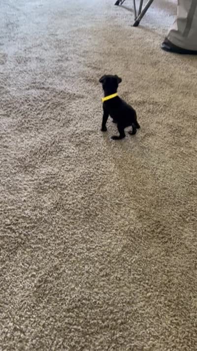 Kobe, a male Pug for sale in Bakersfield, CA – 3 of 4