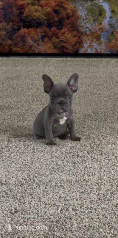 Stacy  – French Bulldog puppy for sale in Bakersfield, CA