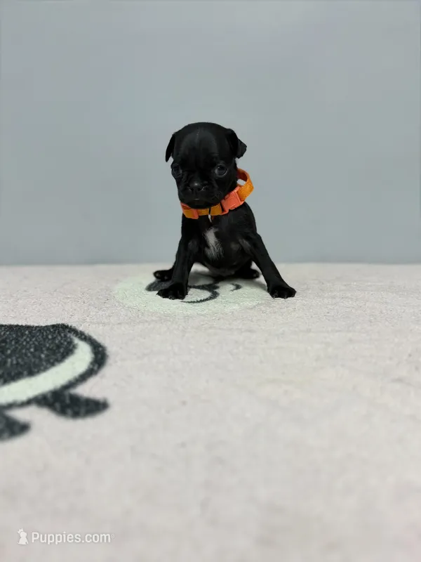 Leo – Pug puppy for sale in Bakersfield, CA