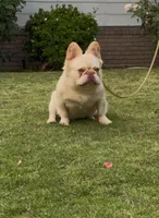Fluffy Yeti, a male French Bulldog for sale in Bakersfield, CA – Photo 3 of 4