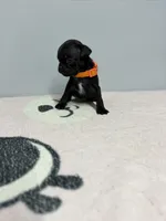 Leo, a male Pug for sale in Bakersfield, CA – 2 of 2