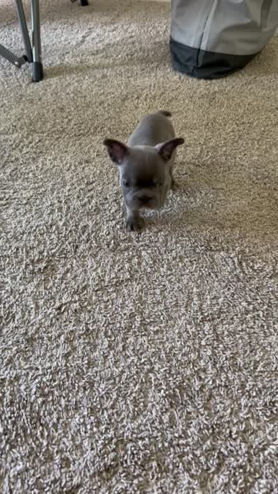 Stacy, a female French Bulldog for sale in Bakersfield, CA – 5 of 5