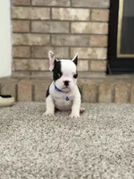 Lucky, a male French Bulldog for sale in Bakersfield, CA – 2 of 4