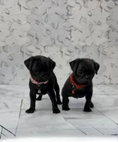 Pinky, a female Pug for sale in Bakersfield, CA – 2 of 2