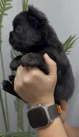 Bear, a male French Bulldog for sale in Bakersfield, CA – 2 of 5