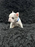 Blue , a male French Bulldog for sale in Bakersfield, CA – 2 of 3