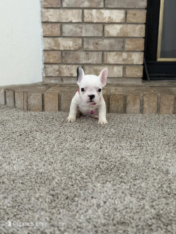 Rosie – French Bulldog puppy for sale in Bakersfield, CA