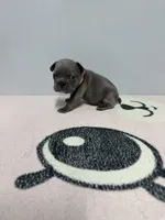 Stacy , a female French Bulldog for sale in Bakersfield, CA – 3 of 3